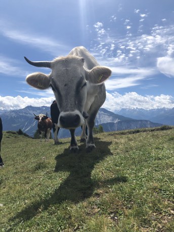Deja Moo
